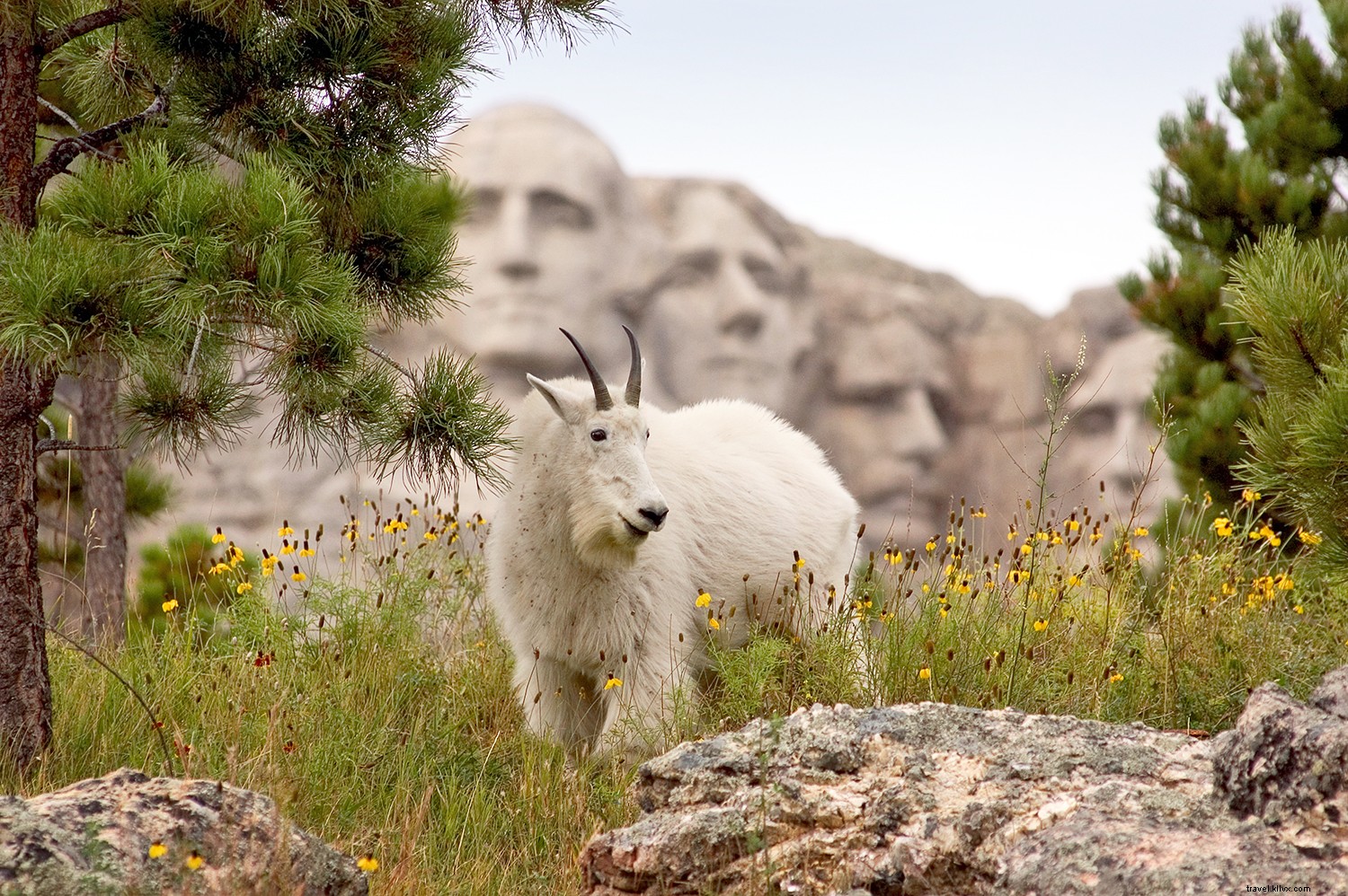 Jalan di Depan:Yang Menanti Hebat di South Dakota 